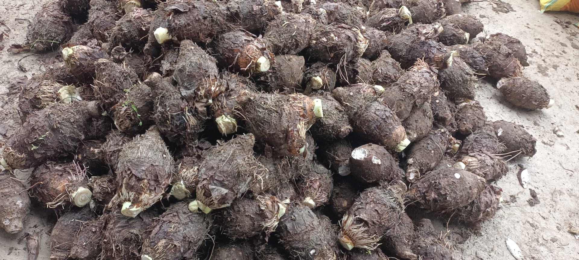 新鲜香芋已削皮并切成均匀条状,旁边摆放有面粉、淀粉、盐等调味品 炸香芋食材处理图