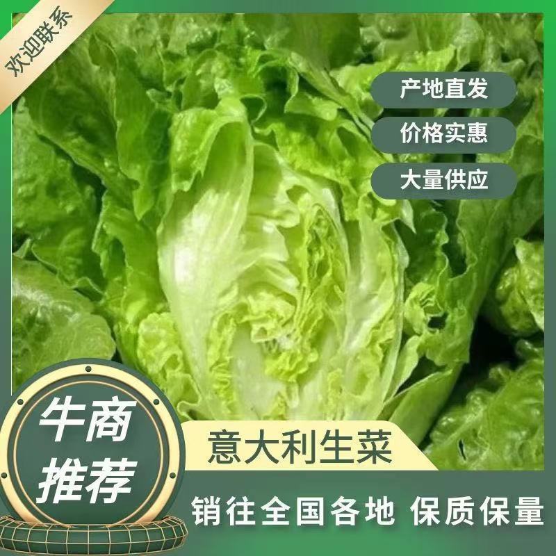 意大利生菜曹县基地直供一手货源支持视频看货质量保证