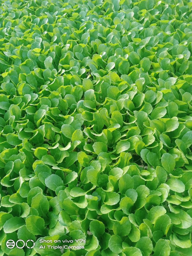 50白菜苗