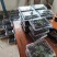 高品质精选老树嘉宝果（树葡萄）