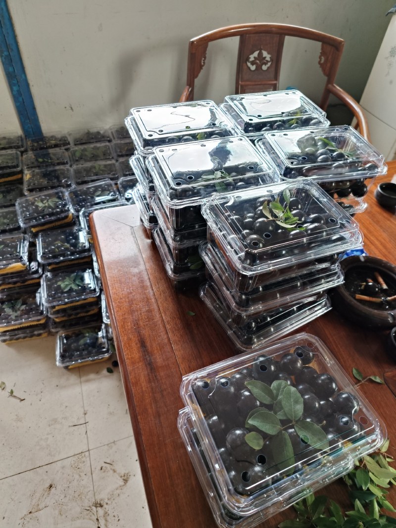 高品质精选老树嘉宝果（树葡萄）