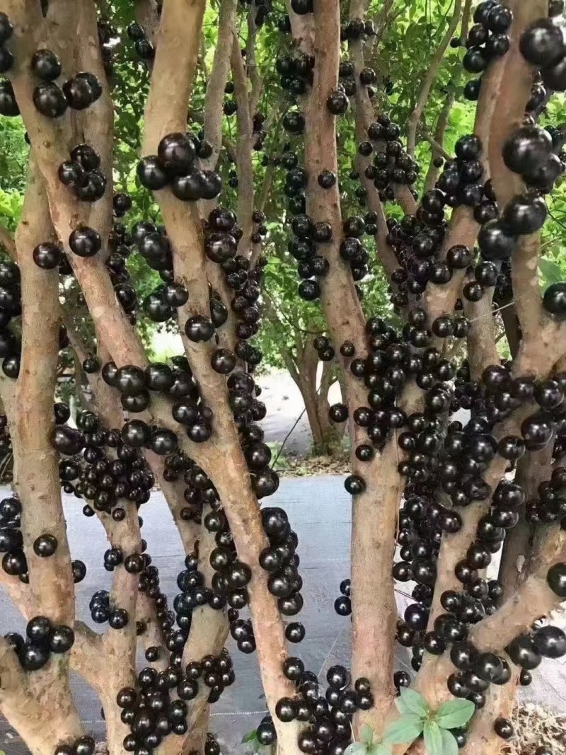 高品质精选老树嘉宝果（树葡萄）