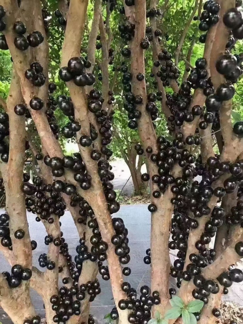 高品质精选老树嘉宝果（树葡萄）