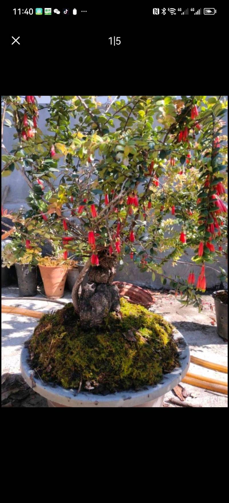 树萝卜盆景云南怒江产地，杜鹃花科，观赏植物，野生大量供货