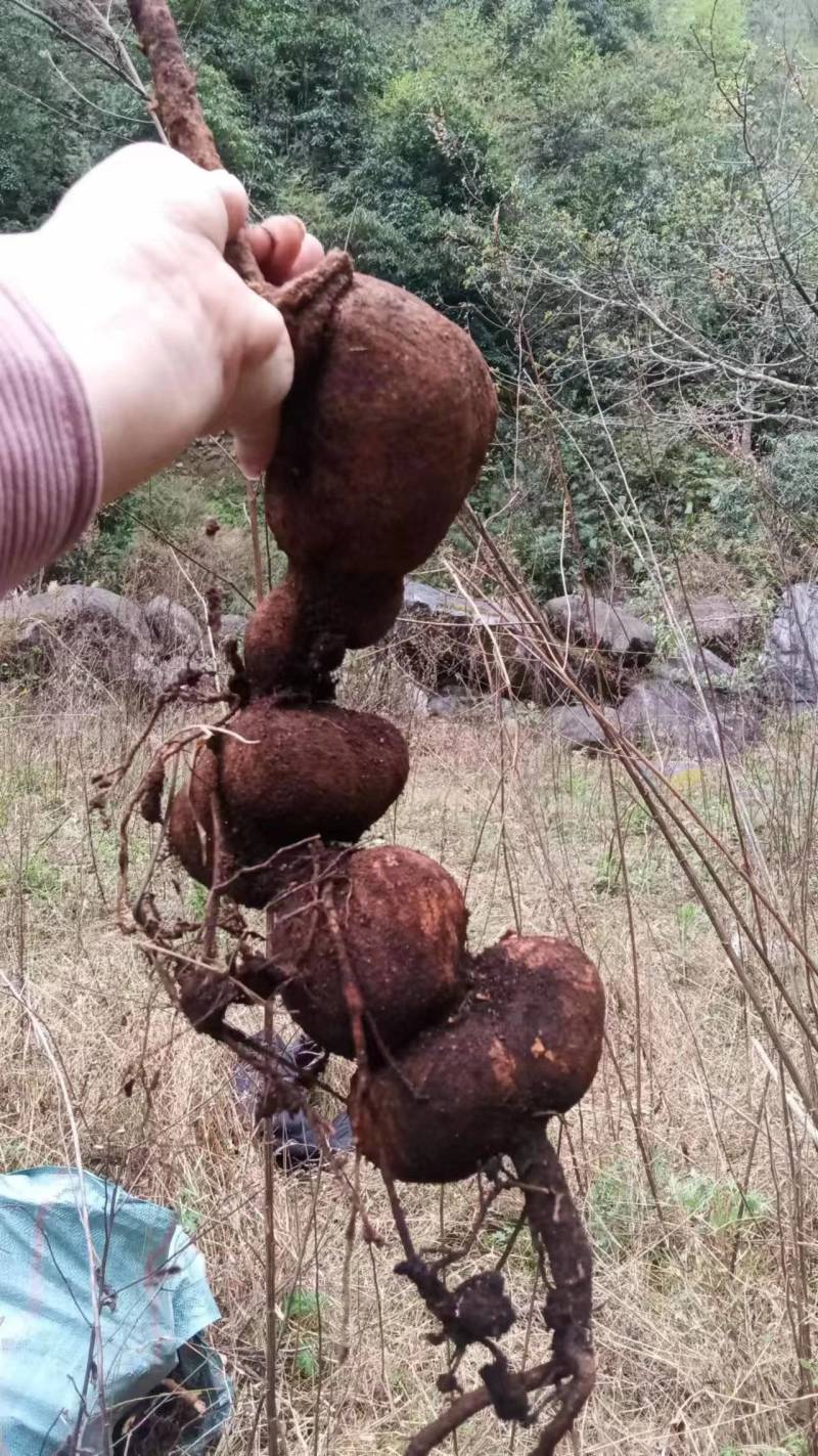 树萝卜盆景云南怒江产地，杜鹃花科，观赏植物，野生大量供货