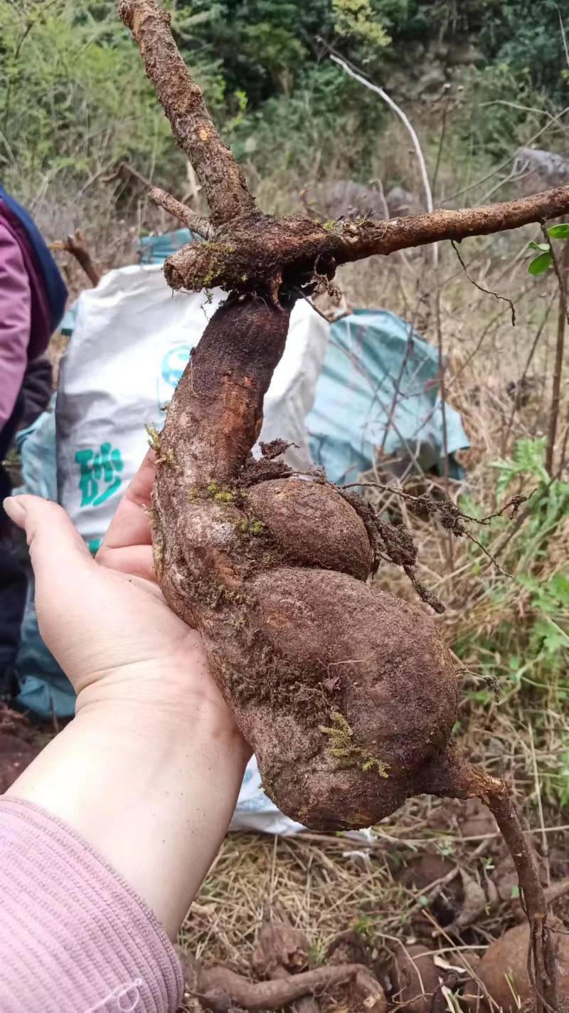 树萝卜盆景云南怒江产地，杜鹃花科，观赏植物，野生大量供货