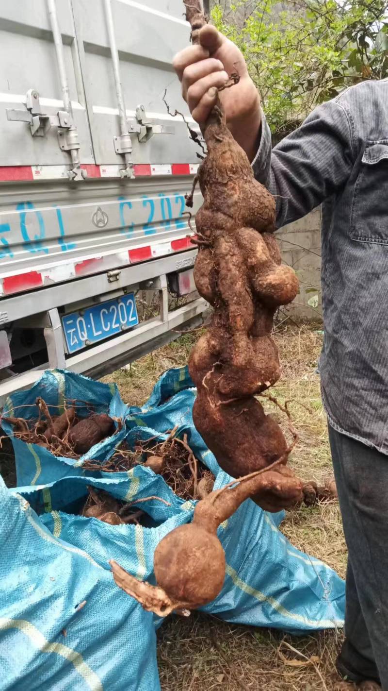 树萝卜盆景云南怒江产地，杜鹃花科，观赏植物，野生大量供货