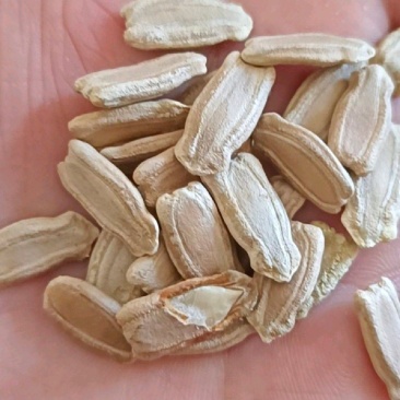 嫁接西瓜甜瓜专用葫芦籽砧木根系好抗病耐寒亲和性强葫芦种子