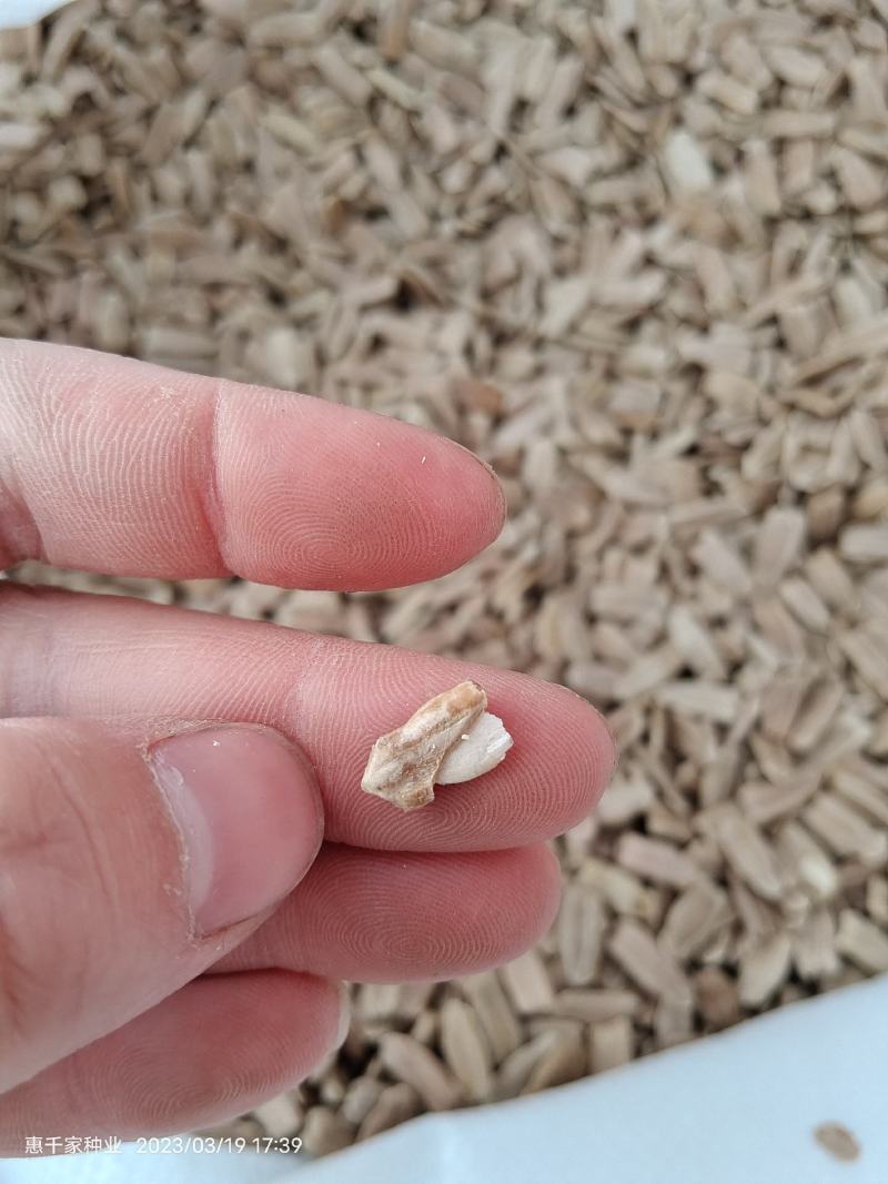 嫁接西瓜甜瓜专用葫芦籽砧木根系好抗病耐寒亲和性强葫芦种子