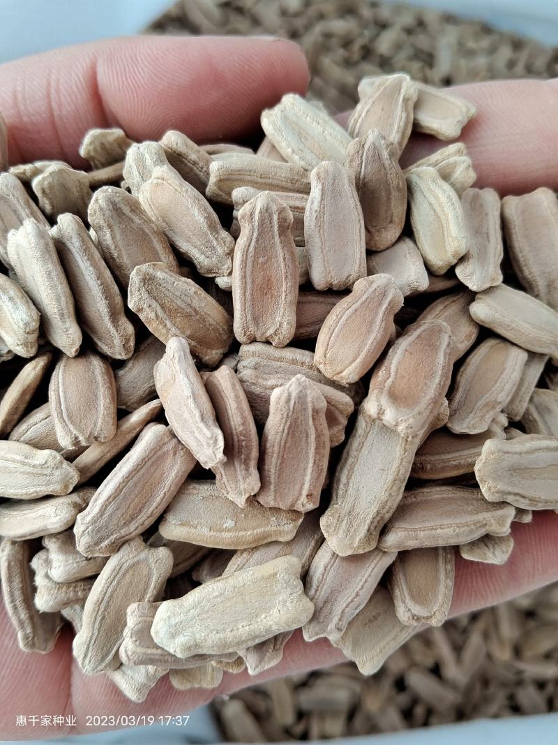 嫁接西瓜甜瓜专用葫芦籽砧木根系好抗病耐寒亲和性强葫芦种子