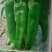 黄皮牛角椒苗，羊椒苗，火热上市中，产地直发免费技术指导