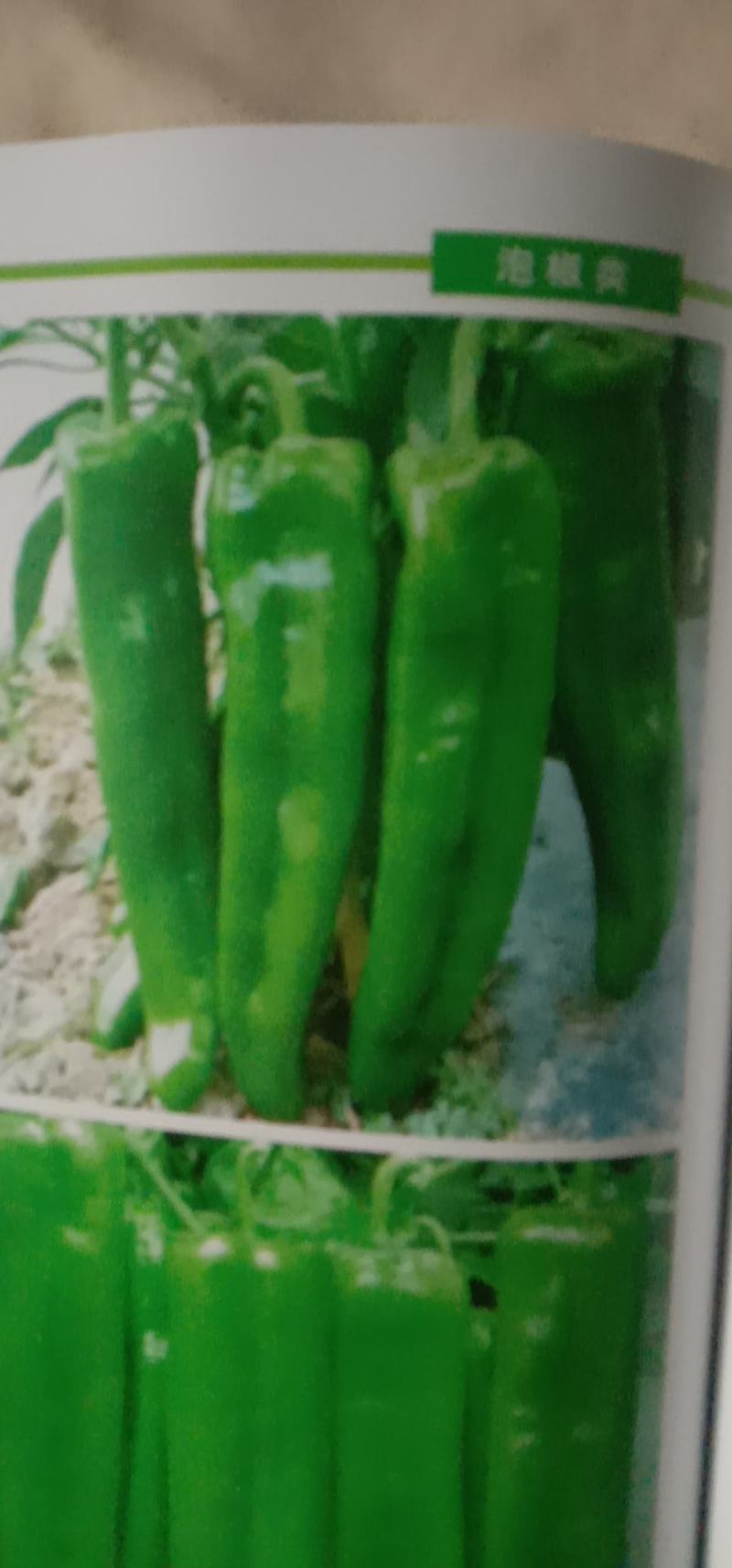 黄皮牛角椒苗，羊椒苗，火热上市中，产地直发免费技术指导
