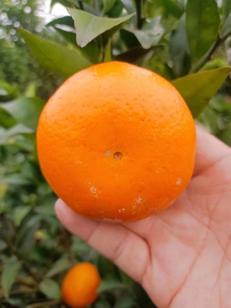091精品无籽沃柑
