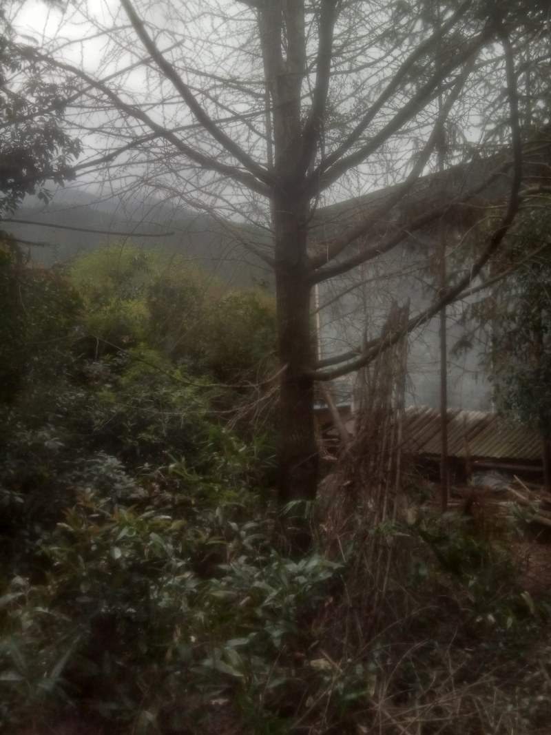 银杏树