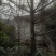 银杏树