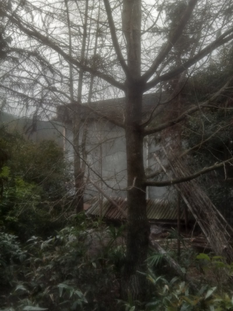 银杏树