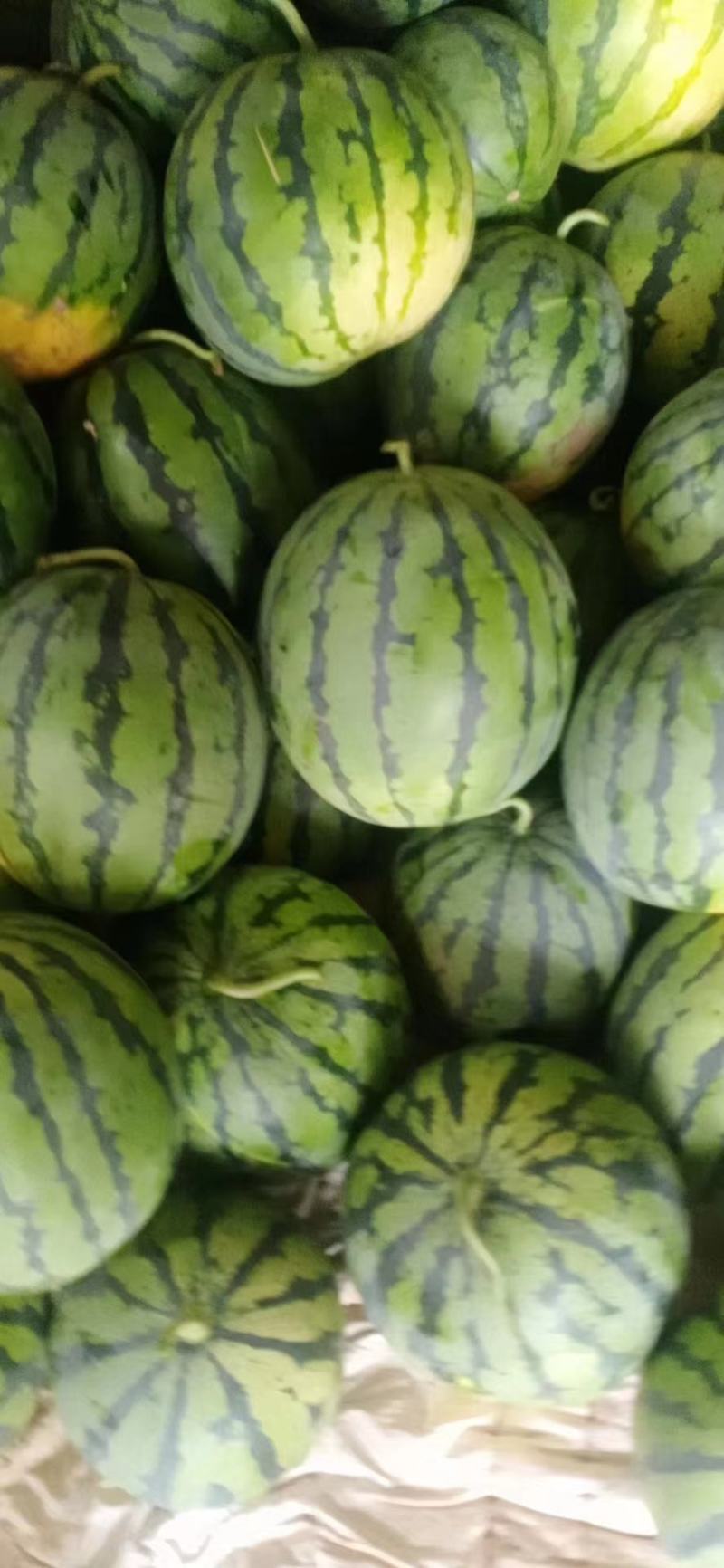 精品哦，，，西瓜上市了哦有需要的搞快点定哦，，，，，，