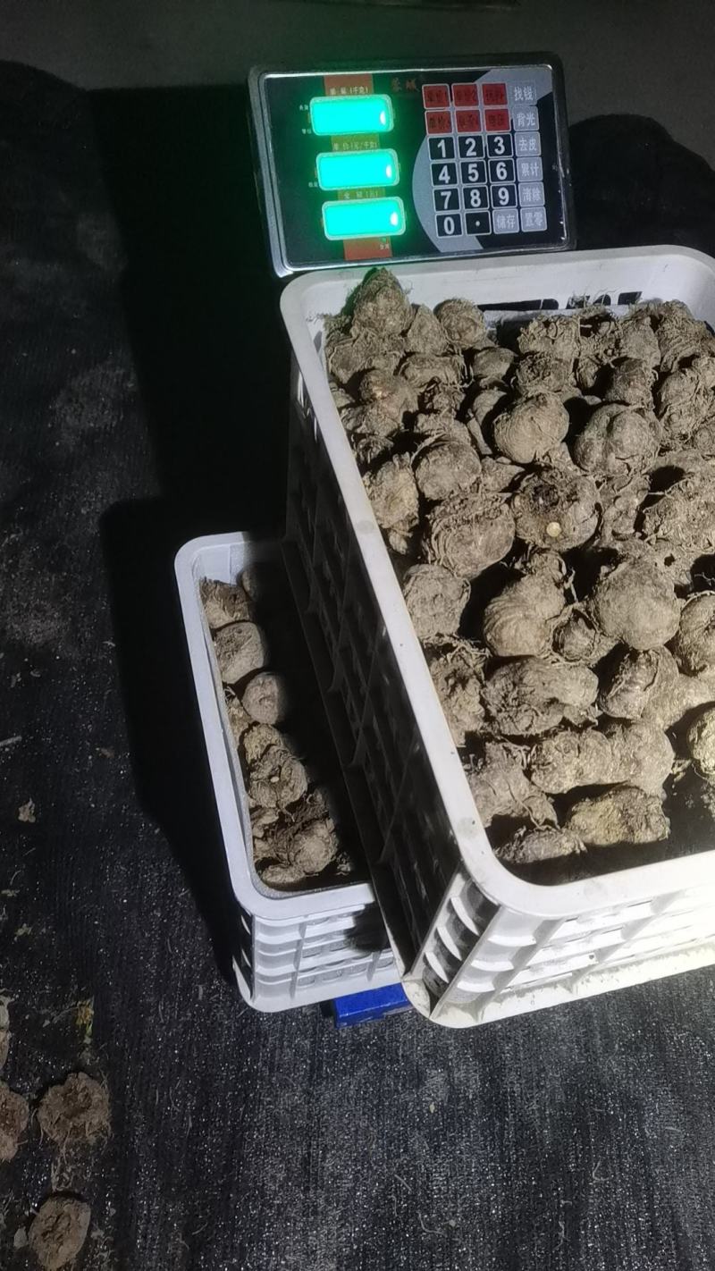 鄂芋一号