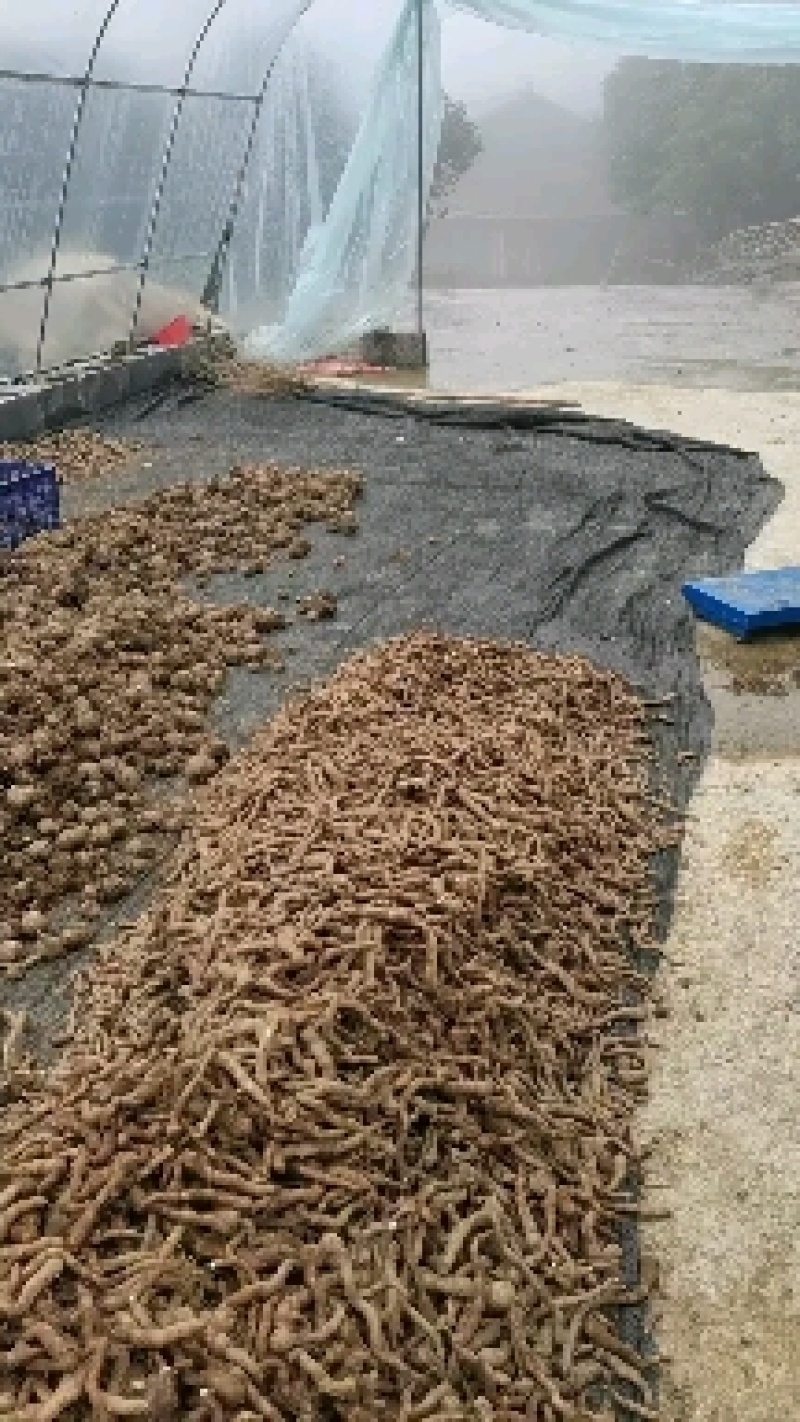 鄂芋一号