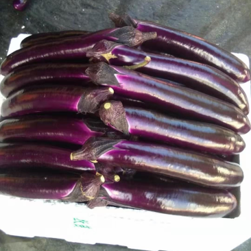 徐闻县精品🍆子