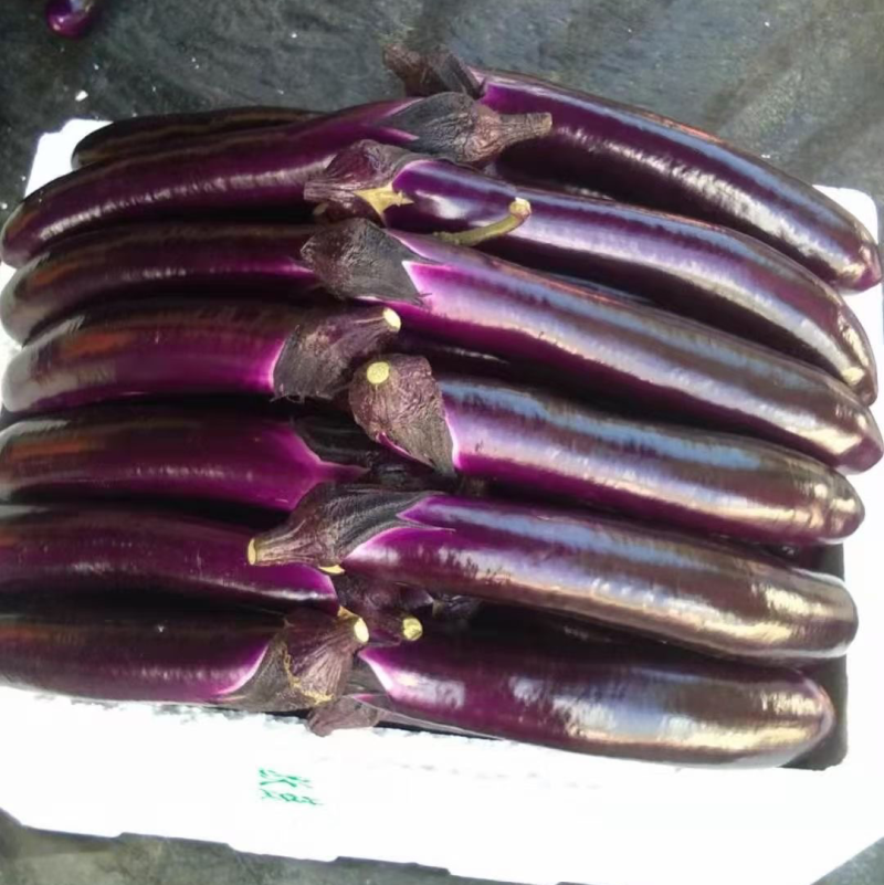 徐闻县精品🍆子
