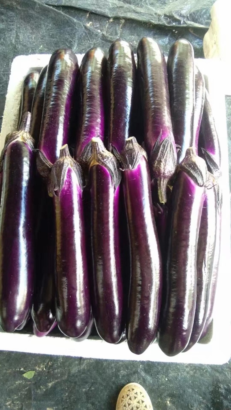 徐闻县精品🍆子