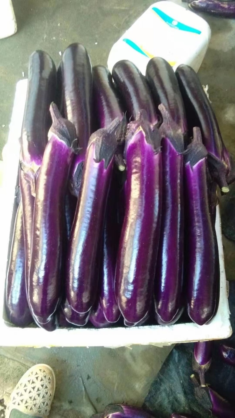 徐闻县精品🍆子