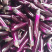 徐闻县精品🍆子