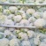 安徽本地花菜紧实雪白现砍现发产地直供欢迎联系