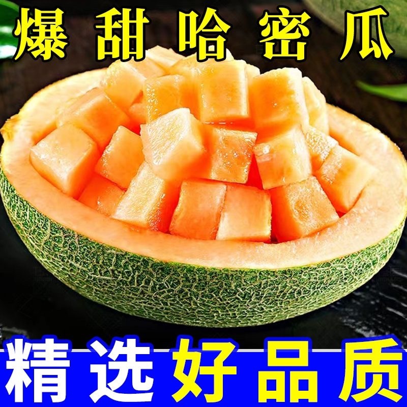 海南哈密瓜海沙地哈密瓜晓蜜25号电商直供一手货源全国发货