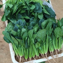 云南精品菠菜，冷库打冷，加工，产地发货，一手货源