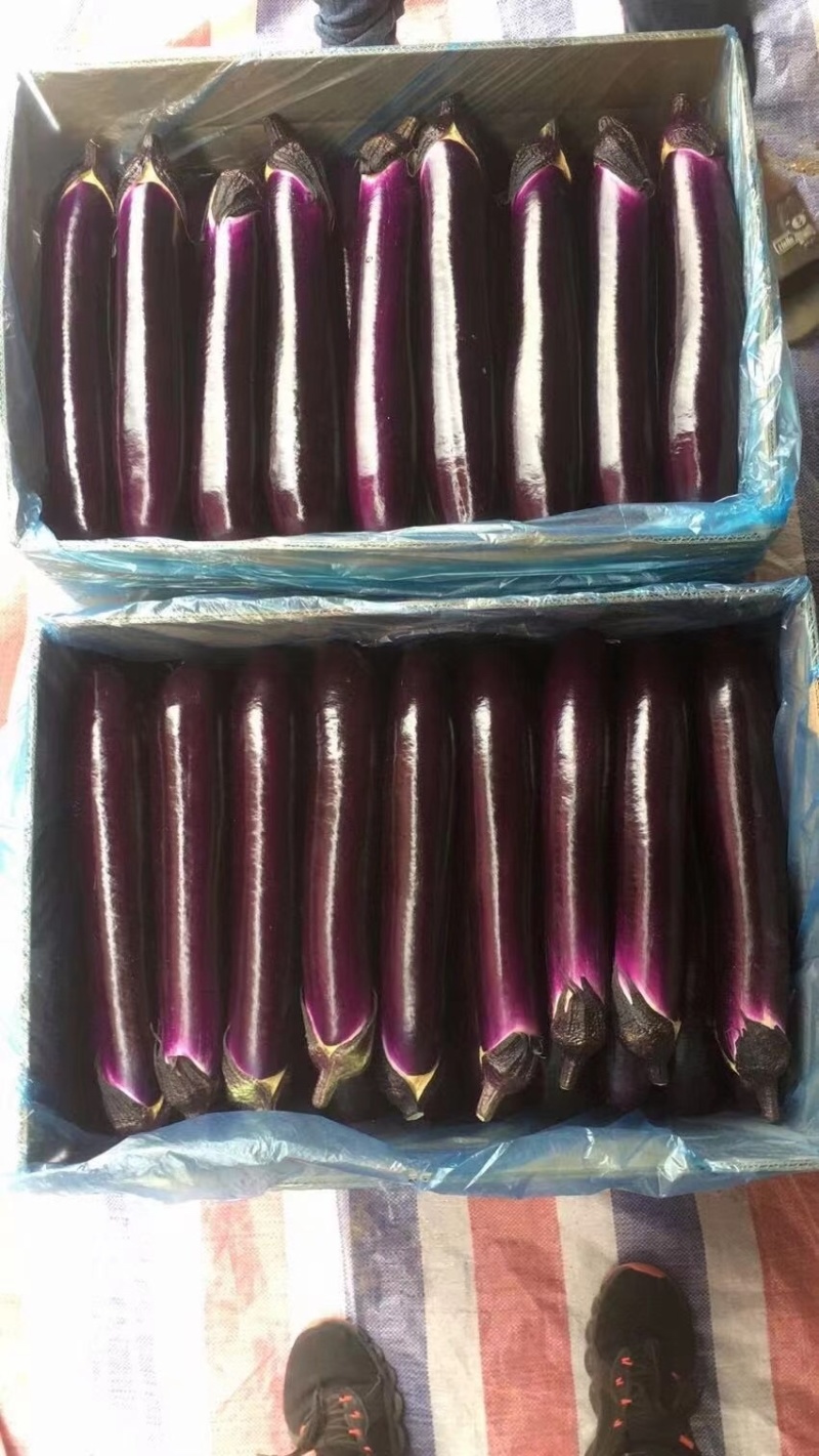 徐闻县精品茄子