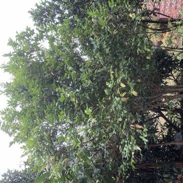 金花茶树木龄20年左右山上移植的货不多就3颗