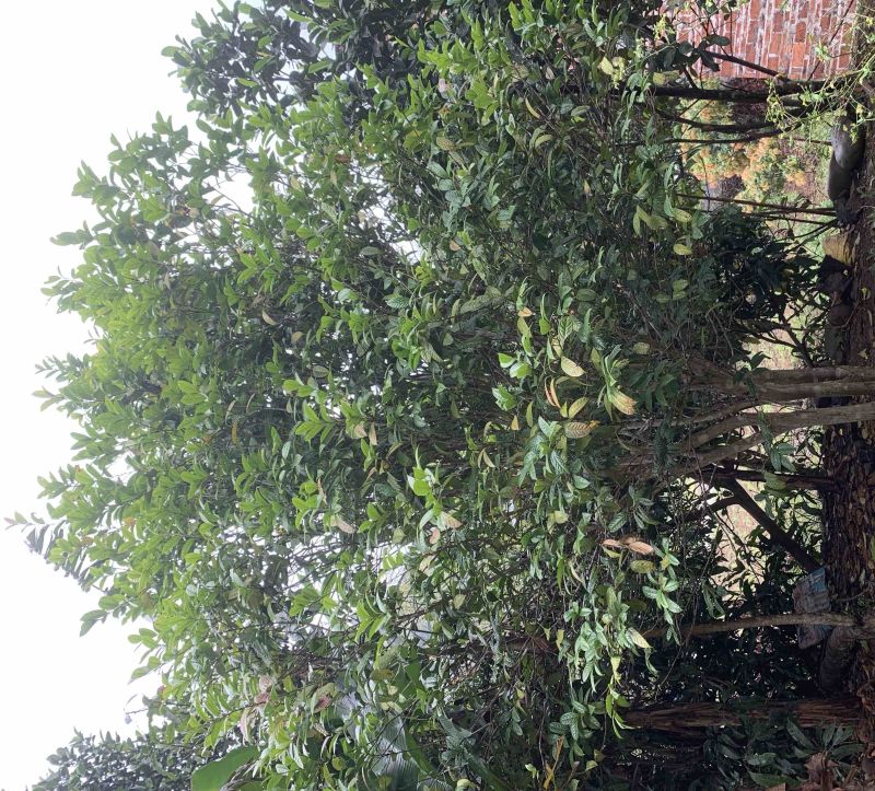 金花茶树木龄20年左右山上移植的货不多就3颗