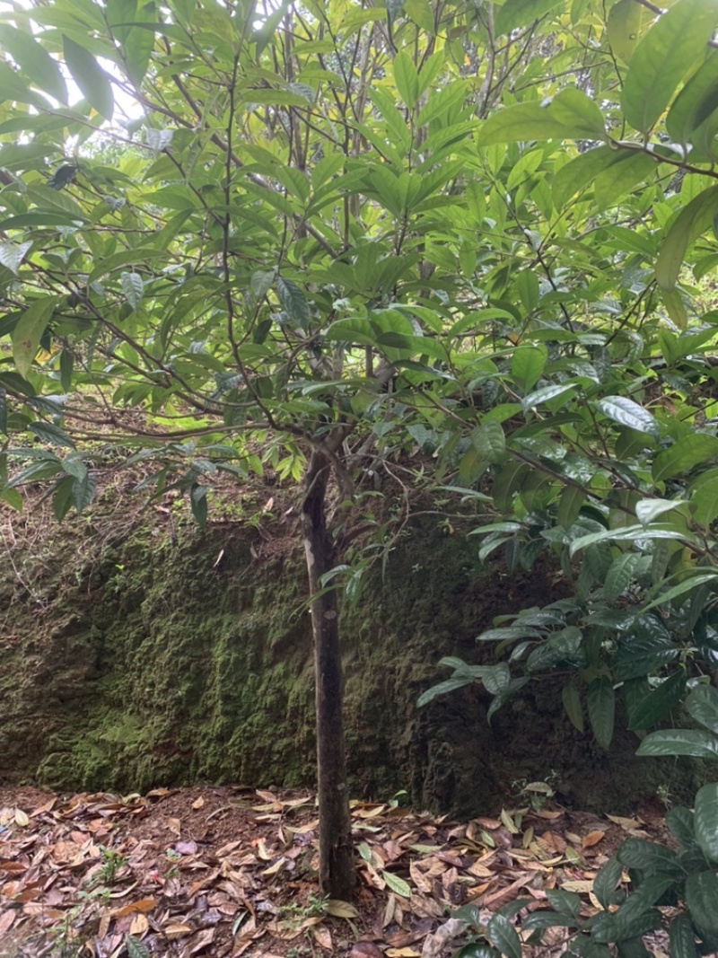 金花茶树木龄20年左右山上移植的货不多就3颗