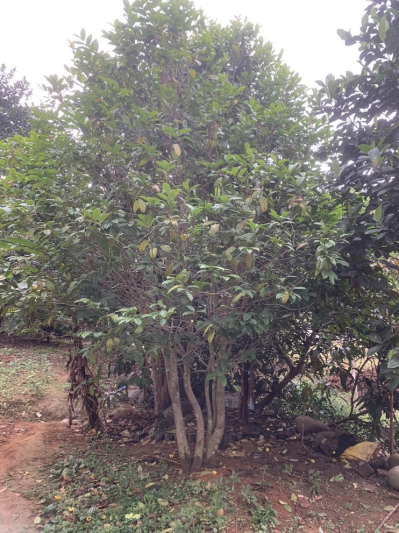 金花茶树木龄20年左右山上移植的货不多就3颗