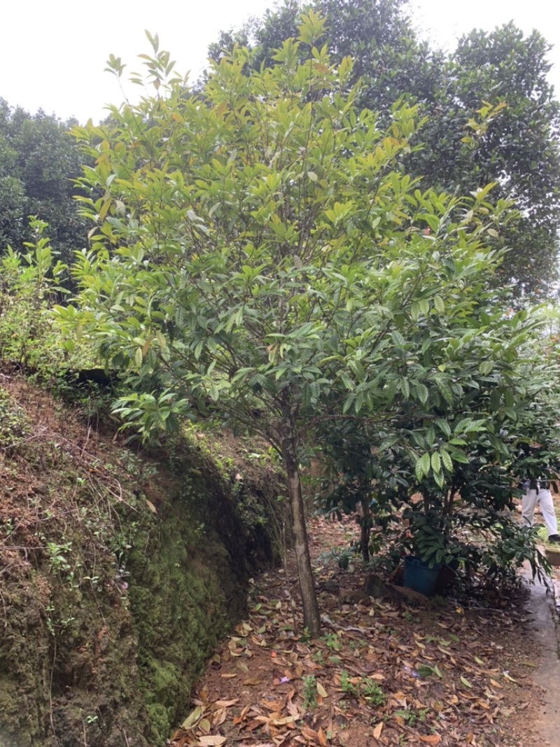金花茶树木龄20年左右山上移植的货不多就3颗