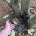 金花茶树木龄20年左右山上移植的货不多就3颗