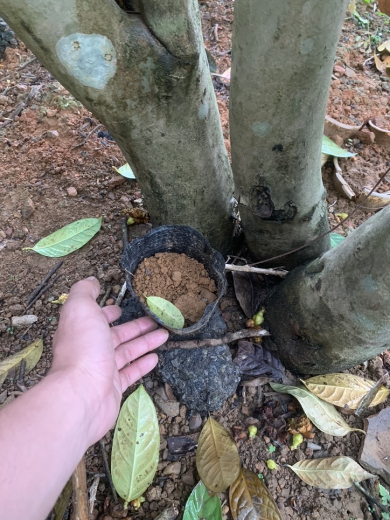 金花茶树木龄20年左右山上移植的货不多就3颗