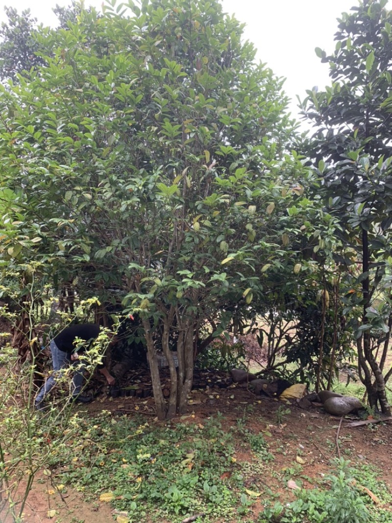 金花茶树木龄20年左右山上移植的货不多就3颗