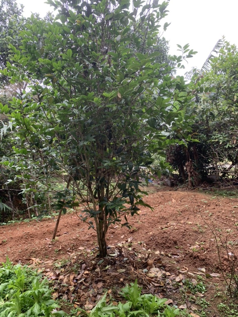 金花茶树木龄20年左右山上移植的货不多就3颗
