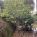 金花茶树木龄20年左右山上移植的货不多就3颗