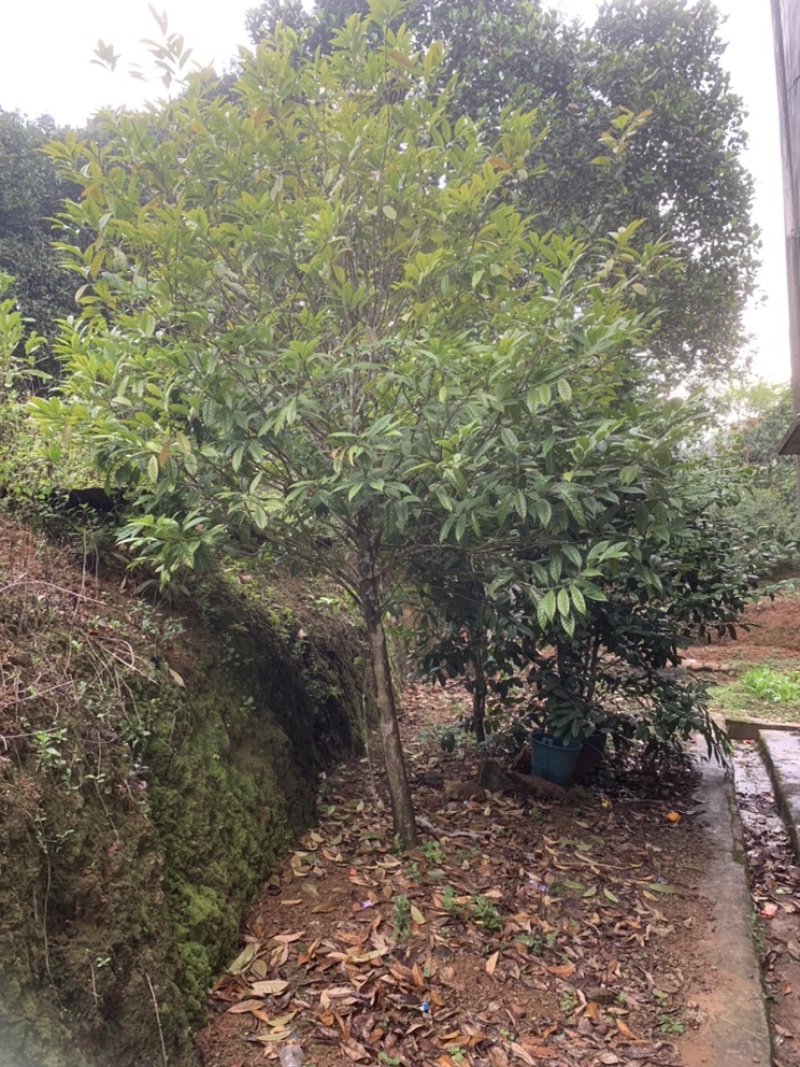 金花茶树木龄20年左右山上移植的货不多就3颗