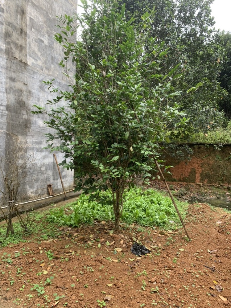 金花茶树木龄20年左右山上移植的货不多就3颗