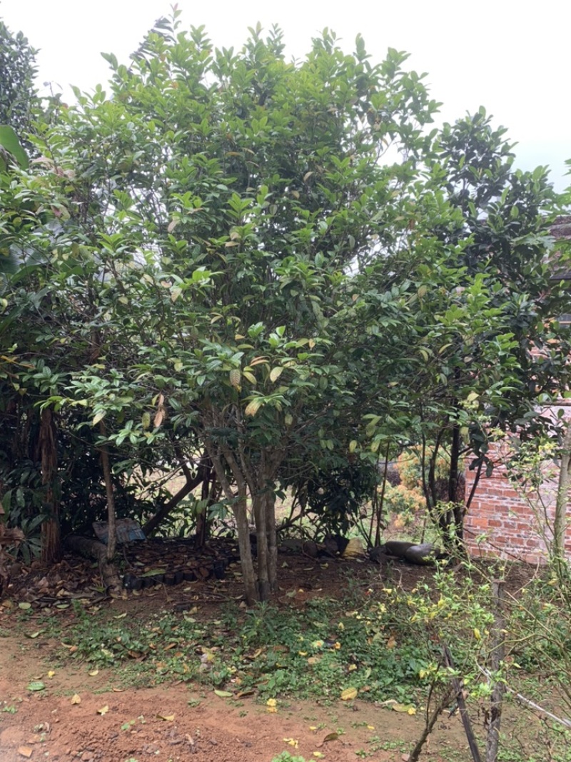 金花茶树木龄20年左右山上移植的货不多就3颗