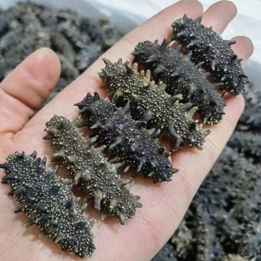 淡干海参精品辽参淡干海参干货各类规格无糖无料微冻工艺