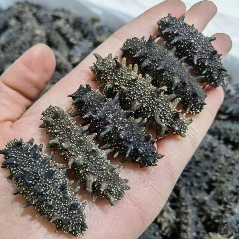 淡干海参精品辽参淡干海参干货各类规格无糖无料微冻工艺