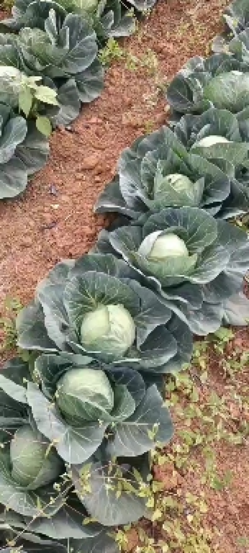 2至4斤一棵大量有货