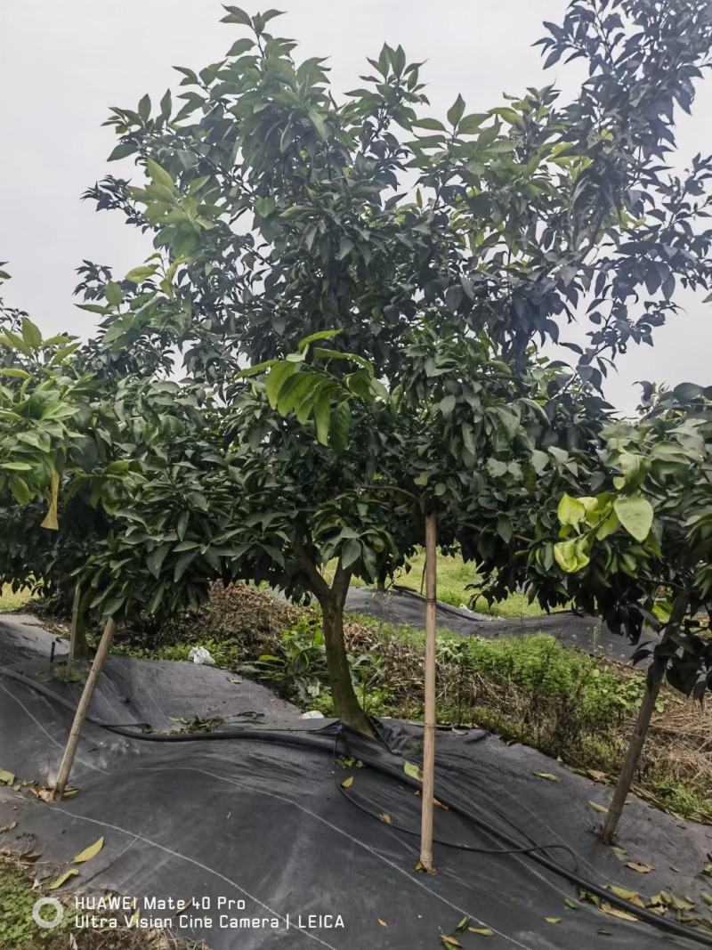 常年出售耙耙柑苗沃柑苗爱媛苗明日见苗丑橘不知火苗等柑橘苗