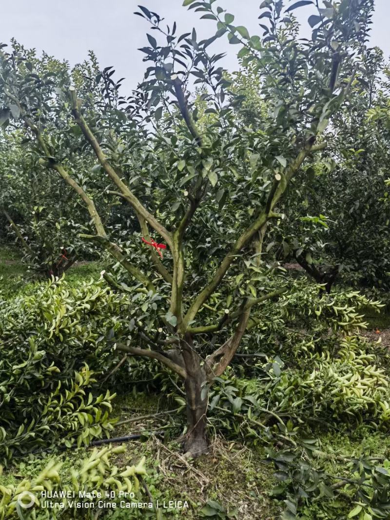 常年出售耙耙柑苗沃柑苗爱媛苗明日见苗丑橘不知火苗等柑橘苗